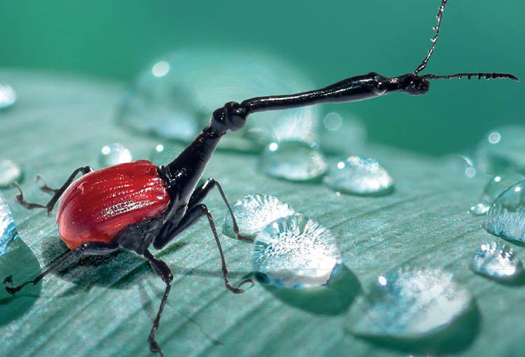 Micropolis la cité des insectes en Aveyron