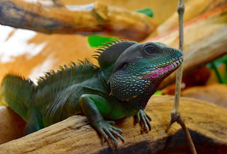 Reptilarium du Larzac En Aveyron